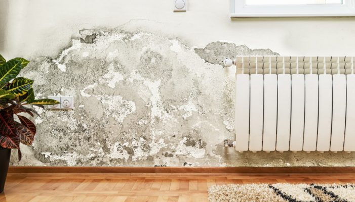 Muffa sui muri