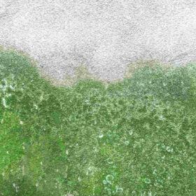 Muffa, i rischi per la salute