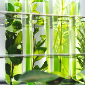 Come la chimica verde sta trasformando la pulizia della casa